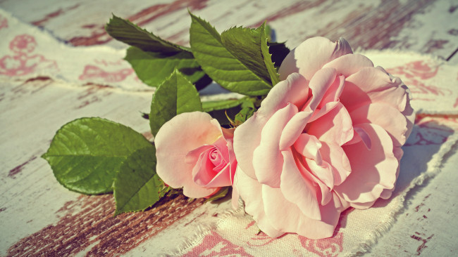Обои картинки фото цветы, розы, свет, нежно, ткань, бутоны, розовые, лепестки, нежные, доски, роза, листья, композиция