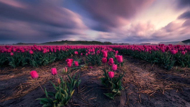 Обои картинки фото цветы, тюльпаны, в, нидерландах, закат, поле