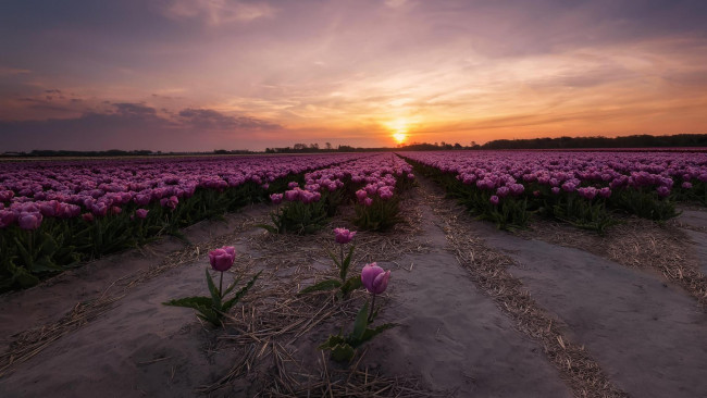 Обои картинки фото цветы, тюльпаны, в, нидерландах, закат, поле