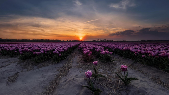 Обои картинки фото цветы, тюльпаны, закат, поле, в, нидерландах