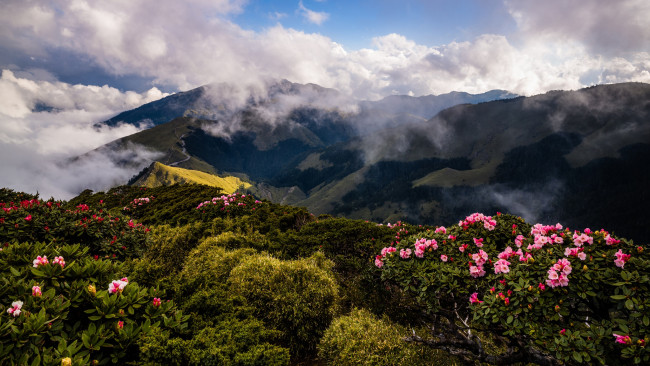 Обои картинки фото природа, горы, растительность, вершины, холмы, рододендроны, зелень, облака, пар, пейзаж, туман, кусты, склон, цветы, розовые, небо, весна