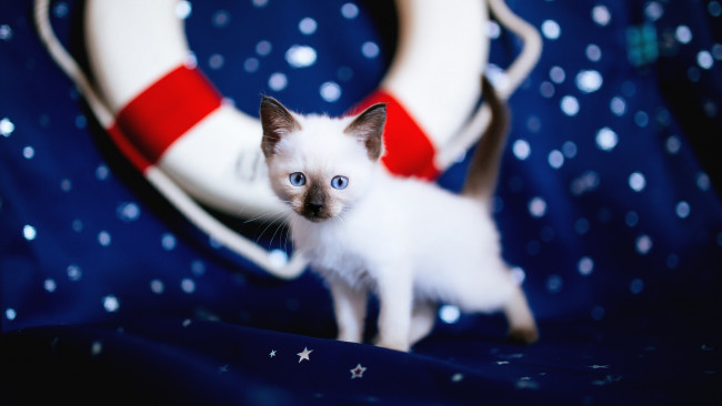 Обои картинки фото животные, коты, голубоглазый, кошка, фон, голубые, глаза, боке, звездочки, спасательный, круг, мордашка, милашка, ткань, кот