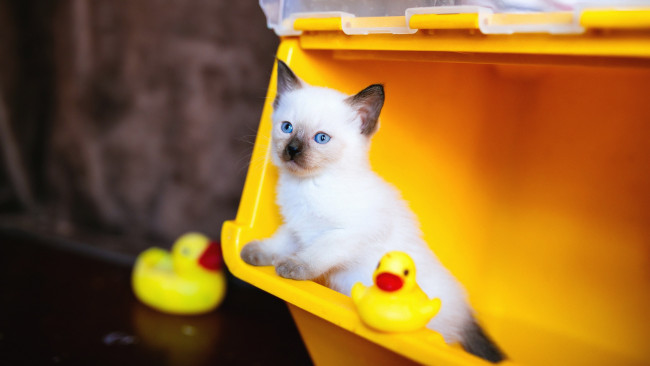 Обои картинки фото животные, коты, кот, кошка, фон, взгляд, котёнок, голубые, глаза, игрушки, рэгдолл, мордашка, сиамский, утята, контейнер, милашка, желтый