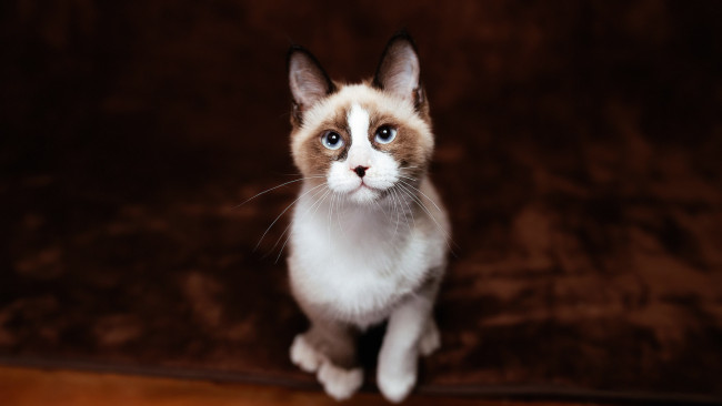 Обои картинки фото животные, коты, котёнок, рэгдолл, сидит, пятна, красавчик, темный, кошка, взгляд, голубоглазый, пятнистый, фон, голубые, глаза, ковер, мордашка, кот, милашка, носик