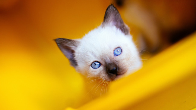 Обои картинки фото животные, коты, портрет, кот, голубоглазый, кошка, желтый, наискосок, крупный, план, рэгдолл, котенок, котёнок, взгляд, голубые, глаза, фон, милашка, мордашка, сиамский