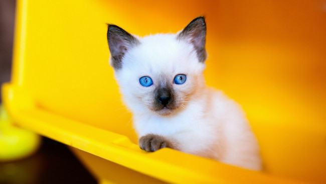 Обои картинки фото животные, коты, сиамский, голубые, глаза, котёнок, взгляд, кот, милашка, мордашка, котенок, фон, портрет, голубоглазый, кошка, желтый, наискосок, крупный, план, рэгдолл