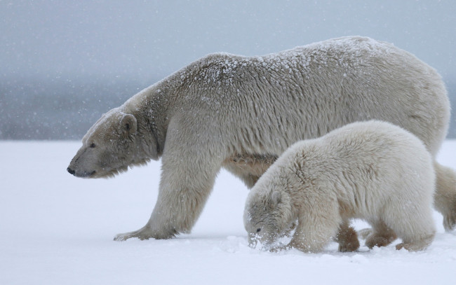 Обои картинки фото животные, медведи, дитя, снег, медвежонок, рядом, припорошило, вдвоем, полярный, медведь, материнство, арктика, идут, мать, вместе, мишутка, белая, медведица, дикая