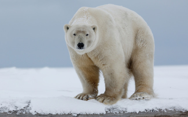 Обои картинки фото животные, медведи, фон, поза, снег, стоит, небо, полярный, медведь, лапы, мощный, природа, дикая, белый, хозяин, северный, арктический