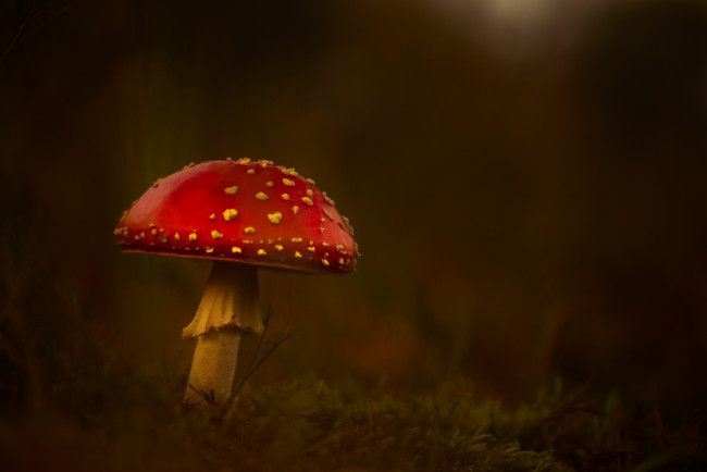 Обои картинки фото природа, грибы, трава, лес, гриб, мухомор