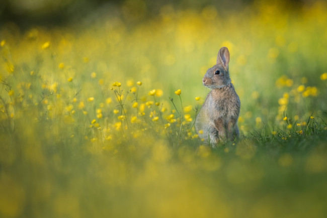 Обои картинки фото животные, кролики,  зайцы, природа, страх, окрас, кролик