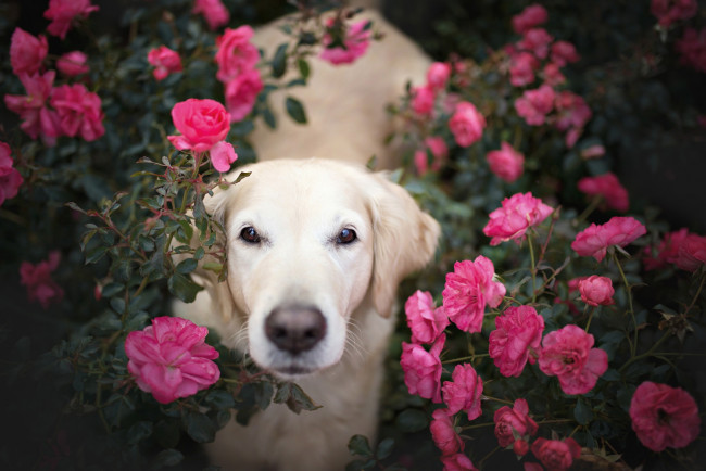 Обои картинки фото животные, собаки, голден, ретривер, взгляд, цветы, собака, золотистый, морда, розы