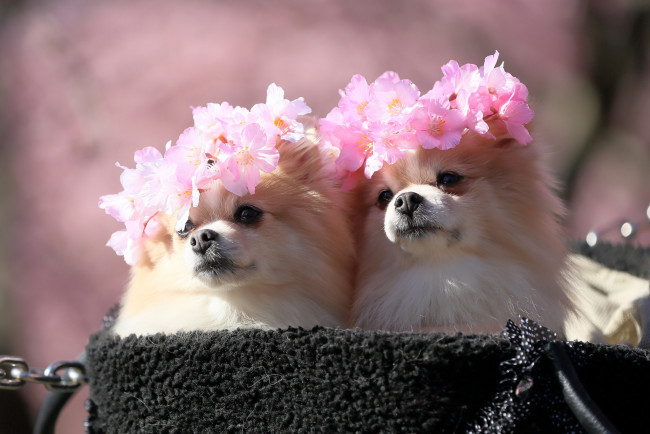 Обои картинки фото животные, собаки, взгляд, окрас, собака, цветы, пара