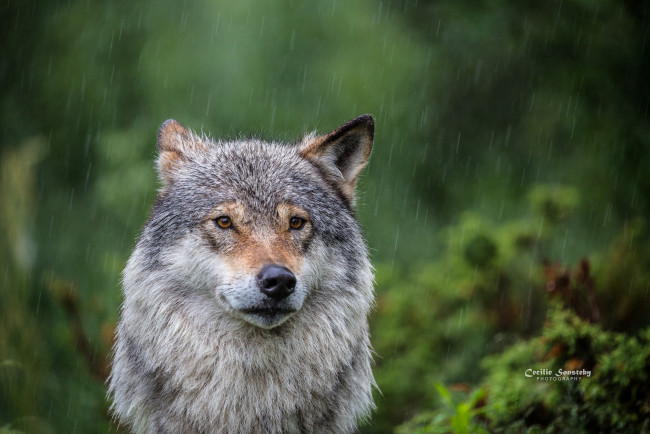 Обои картинки фото животные, волки,  койоты,  шакалы, опасен, взгляд, волк, лес, фон