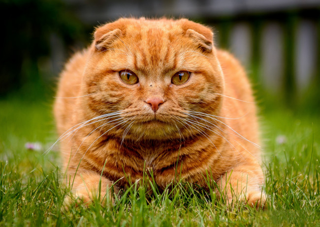 Обои картинки фото животные, коты, трава, морда, рыжий, кот, котэ, взгляд, шотландская, вислоухая, кошка