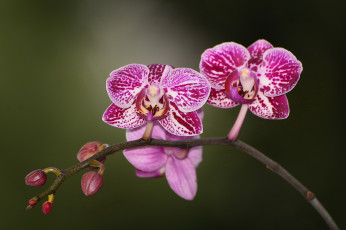 обоя цветы, орхидеи, экзотика, макро