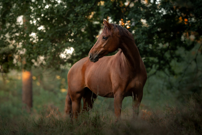Обои картинки фото красота, животные, лошади, зелень, лес, лето, взгляд, морда, ветки, природа, поза, конь, листва, лошадь, боке