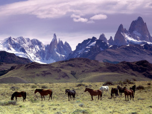 обоя andes, mountains, patagonia, argentina, животные, лошади
