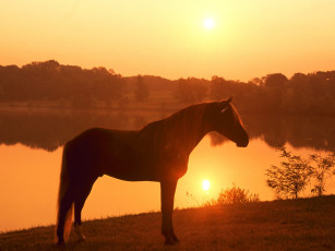 Картинка joe banjo rocky mountain horse pennsylvania животные лошади