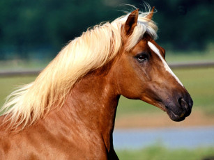 Картинка peruvian paso животные лошади