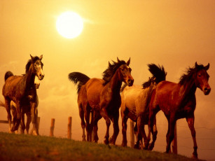 Картинка scorching ride животные лошади