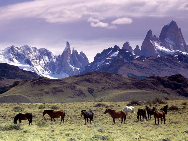 Обои картинки фото andes, mountains, patagonia, argentina, животные, лошади
