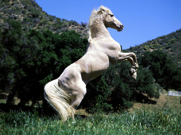 Обои картинки фото palomino, in, pose, животные, лошади