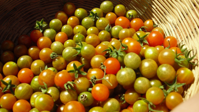 Обои картинки фото еда, помидоры, корзина, томаты