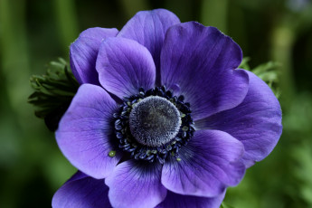 Картинка цветы анемоны адонисы фиолетовый