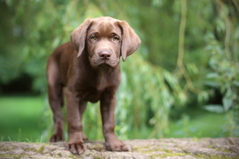 Картинка животные собаки лабрадор шоколадный щенок