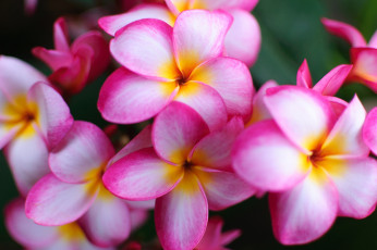 Картинка цветы плюмерия розовый экзотика
