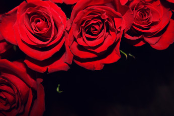 Картинка цветы розы черный алый