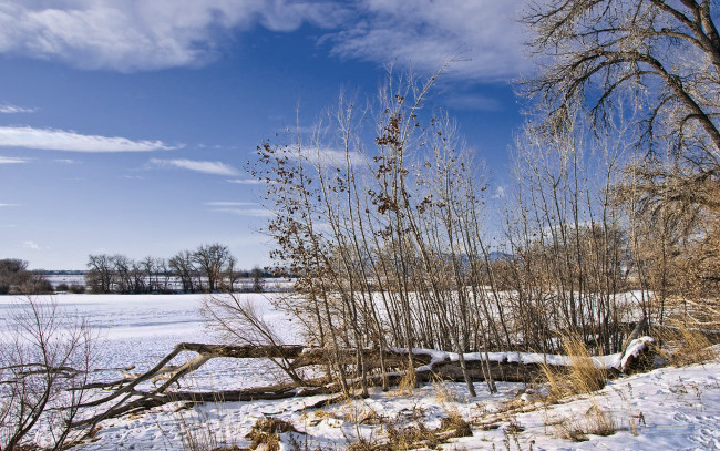 Обои картинки фото colorado, snowfield, природа, зима, деревья, кусты, снег