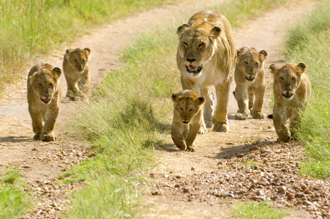 Обои картинки фото животные, львы, львята, малыши, львица, семья