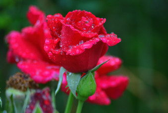 Картинка цветы розы роза бутон цветение rose bud bloom