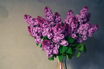 Картинка цветы букеты +композиции ваза сирень