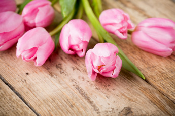 Картинка цветы тюльпаны розовый цвет