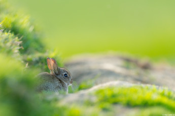 Картинка животные кролики +зайцы кролик травка ушки фон