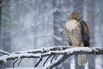 Картинка животные птицы+-+хищники ветка снег