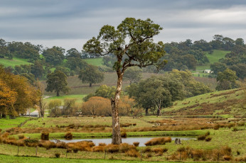 Картинка австралия природа деревья трава водоем поля