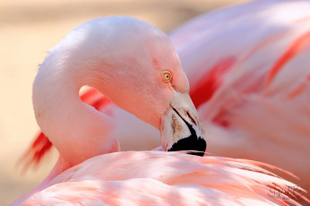 обоя животные, фламинго, клюв, перья, розовый, птица