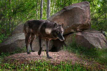 Картинка животные волки +койоты +шакалы трава песок камни деревья