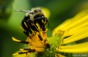 Картинка животные пчелы +осы +шмели макро пчела