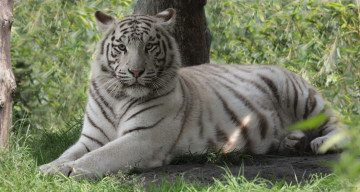 Картинка животные тигры тигр амурский кошка взгляд тигрёнок котёнок камень мох