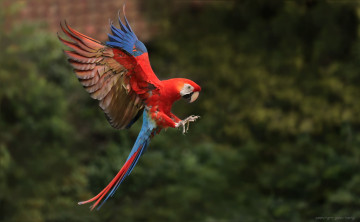 Картинка животные попугаи попугай перья окрас птица