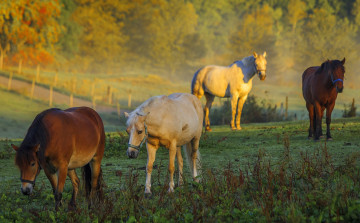 Картинка животные лошади трава деревья четыре