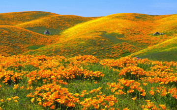 Картинка цветы эшшольция+ калифорнийский+мак маки холмы заказник