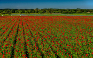 Картинка цветы маки красные поле солнечно