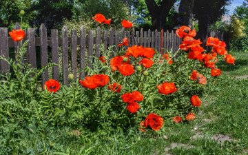 Картинка цветы маки лето забор трава