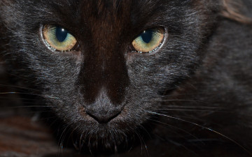 Картинка животные коты черная