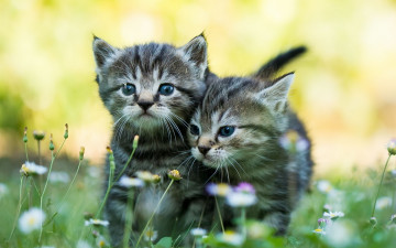 Картинка животные коты цветы двое